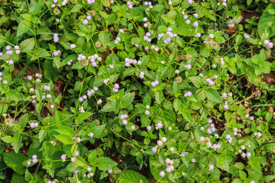 Kremah plant with the scientific name Alternanthera sessilis is an aquatic plant known by several common names, including ponnanganni, Mukunuwenna, sessile joyweed and dwarf.