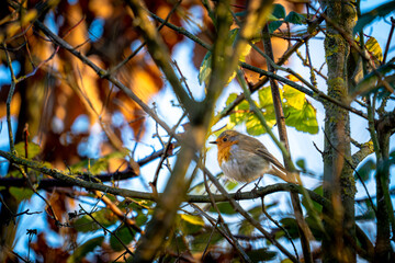 Ein Rotkehlchen im Herbst in einem Baum.
