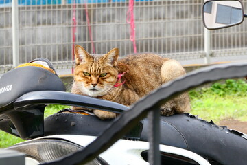 一休みする猫