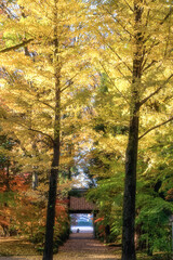 茨城県筑西市　最勝寺の紅葉
