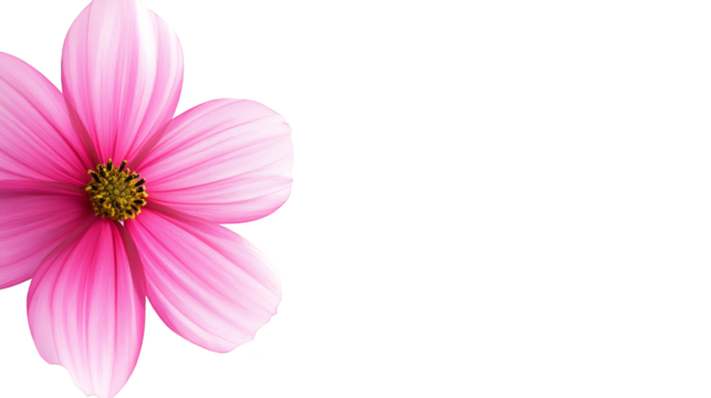 Pink flower png, transparent background for design, floral art, and romantic projects