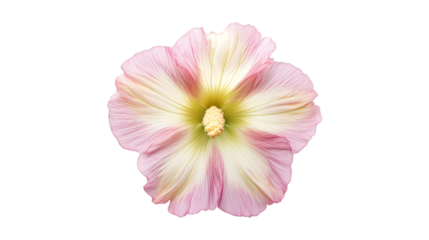 Vibrant pink flower blossom on empty background, closeup of texture and pattern
