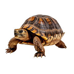 Obraz premium color turtle isolated on white