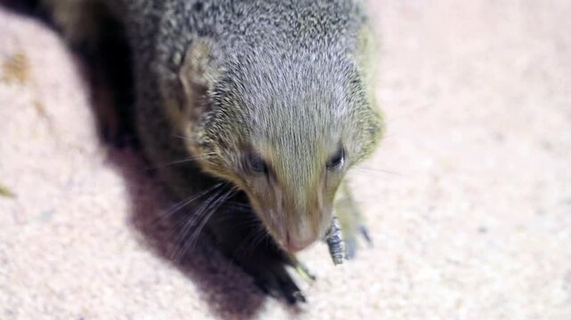 The common dwarf mongoose (Helogale parvula) is feeding with insect
