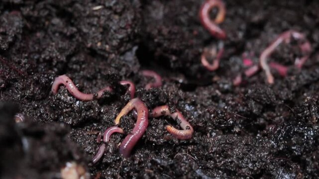 earthworms that move through the soil