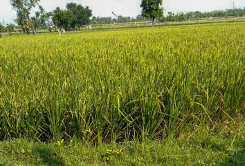Obraz premium Panoramic view rice field