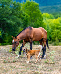 Fototapeta premium A dog with a horse in a clearing on a summer day.