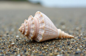 a large shell lies on the sea sand