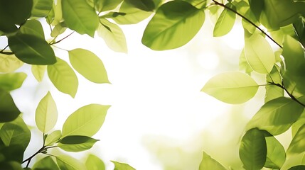 Obraz premium green leaves background