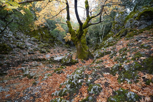 panorama from Rouvas gorges and forest , Crete