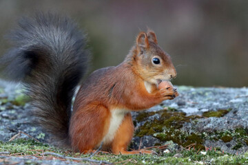Red squirrel