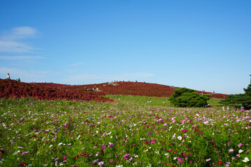 コキアとコスモス