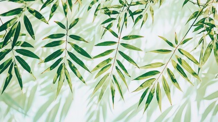 Fototapeta premium Sunlight Filtering Through Lush Green Leaves: A Botanical Still Life