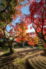 茨城県　月山寺の大イチョウと紅葉
