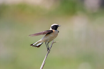 Western black-eared wheatear - Oenanthe hispanica - at your innkeeper