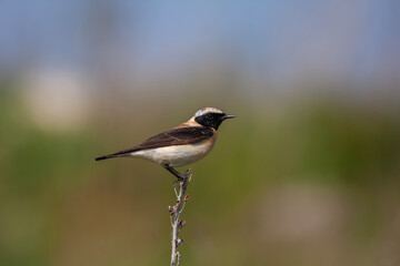 Obraz premium Western black-eared wheatear - Oenanthe hispanica - at your innkeeper