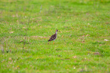 Obraz premium fighter bird walks on the grass, Calidris pugnax