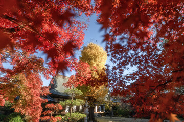 茨城県　月山寺の大イチョウと紅葉
