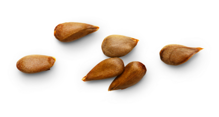 Dry apple seeds isolated on white