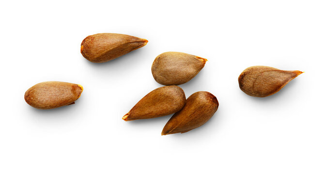Dry apple seeds isolated on white