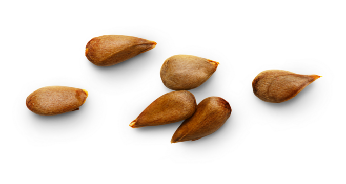 Dry apple seeds isolated on white