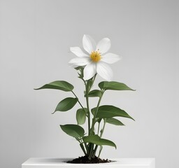 Small Flowering Plant Isolated On White Background.