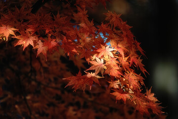 茨城県　月山寺の大イチョウと紅葉
