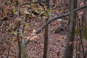 Obraz premium A Barred Owl perched on a tree branch in Mooresville, North Carolina.