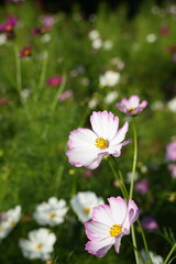 Obraz premium コスモスの花