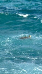 Turtle breaching the ocean waves 