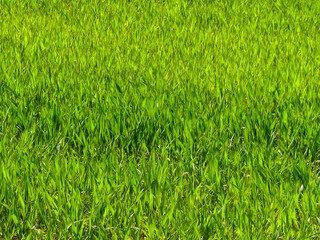 Close up of green grass as nature background.
