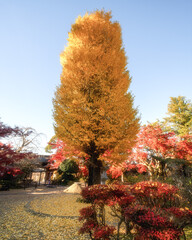 茨城県　月山寺の大イチョウと紅葉
