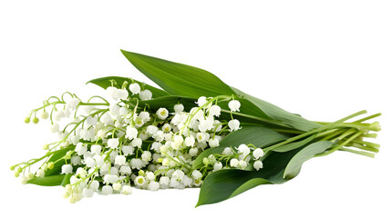 Lily of the valley isolated on a transparent background