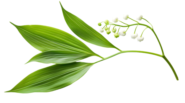 Lily of the valley Leaf isolated on a transparent background