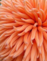 A close-up of soft, fluffy cotton fibers, ready for spinning.