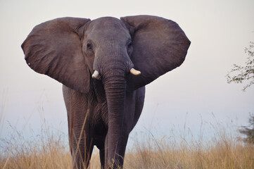 An elephant on an African savanna