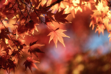 Fototapeta premium 茨城県行方市 常光院の紅葉 