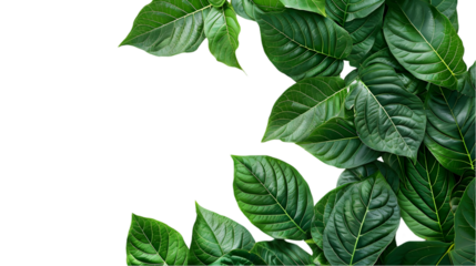 Natural of Tropical green leaves of leaf isolated on a transparent background