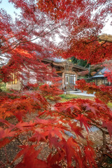 茨城県行方市　常光院の紅葉
