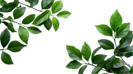 Natural of Tropical green leaves of leaf isolated on a transparent background