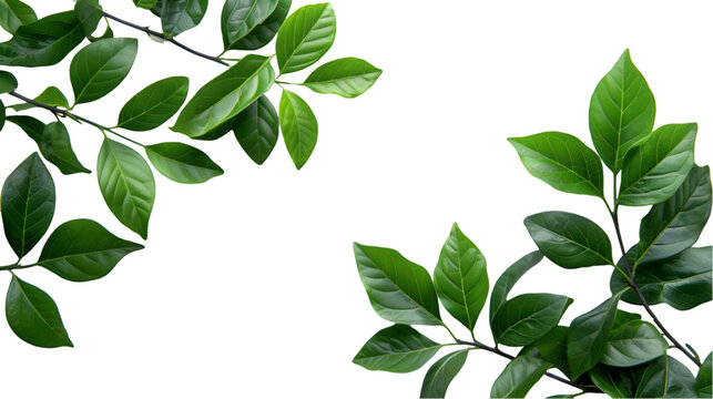 Natural of Tropical green leaves of leaf isolated on a transparent background