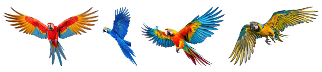 Obraz premium PNG Macaw parrot animal flying bird set on transparent background