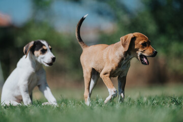 Adorable puppies frolic in a sunny field, showcasing their playful nature and energetic spirit. Perfect scene of companionship and innocence in a natural setting.