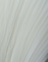 Obraz premium A vibrant display of peacock feathers, showcasing their iridescent colors and intricate patterns.