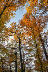 Obraz premium arbres ,forêt et ciel bleu, couleurs de l'automne