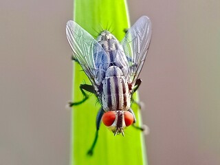 Macro shot of a fly on a leaf