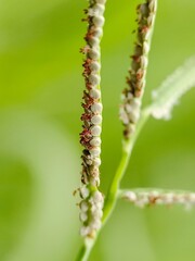 Fototapeta premium Selective focus of grass flower seeds 
