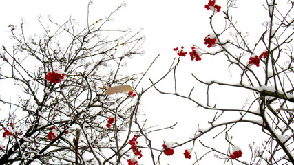 Clusters of red mountain ash in the snow