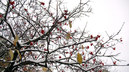 Clusters of red mountain ash in the snow