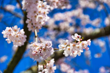 Obraz premium 京都御苑 青空に映える近衛邸跡の枝垂れ桜（糸桜）（日本京都府京都市） Kyoto Gyoen (Kyoto Gyoen National Garden), Weeping cherry blossoms（Itozakura） of the Konoe Residence Ruins against the blue sky (Kyoto City, Kyoto Prefecture, Japan)